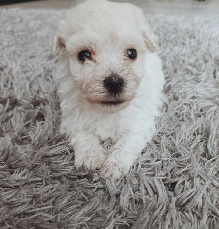 Bichon havanese