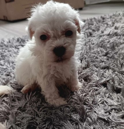 Bichon havanese