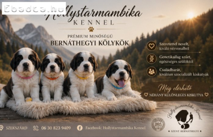 Eladó Bernáthegyi kiskutyák