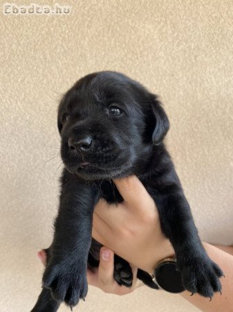 Labrador retriever kölykök