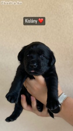 Labrador retriever kölykök