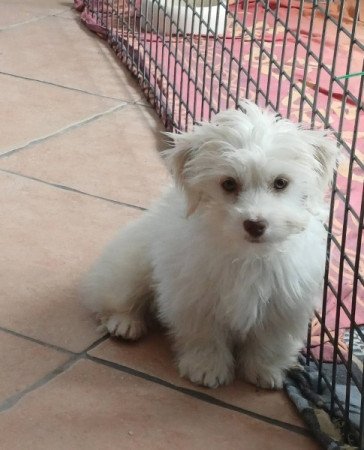 bichon havanese