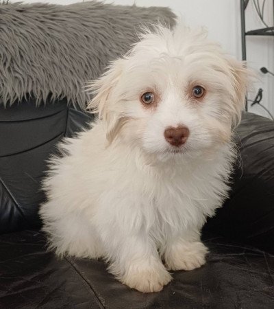 bichon havanese