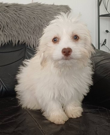 bichon havanese