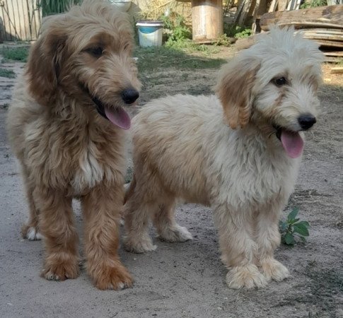 Golden retriever uszkár goldendoodle