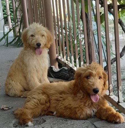 Golden retriever uszkár goldendoodle