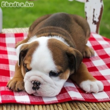Angol bulldog kölykök