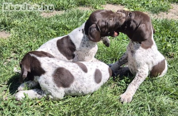 Rövidszőrű német vizsla kölykök
