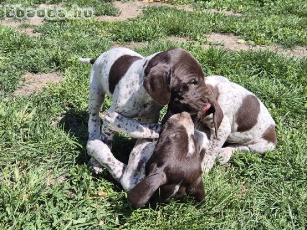 Rövidszőrű német vizsla kölykök