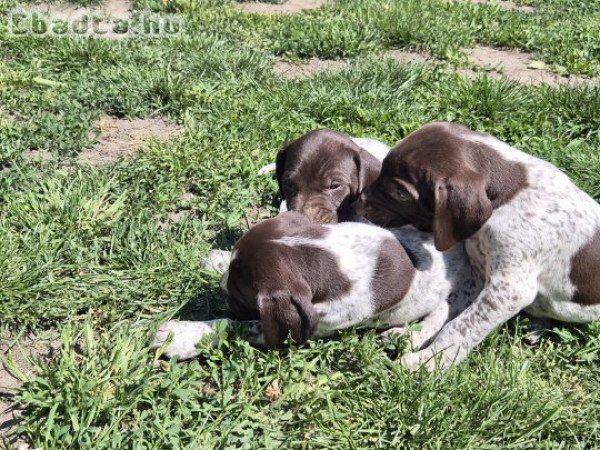 Rövidszőrű német vizsla kölykök