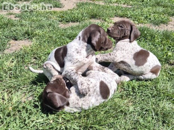 Rövidszőrű német vizsla kölykök