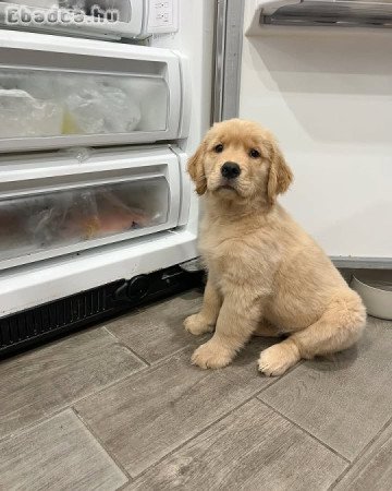 Golden Retriever puppies ready for adoption