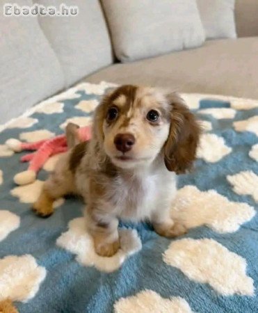 Dachshund puppies rehoming and adoption