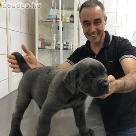 Cane corso puppies for sale