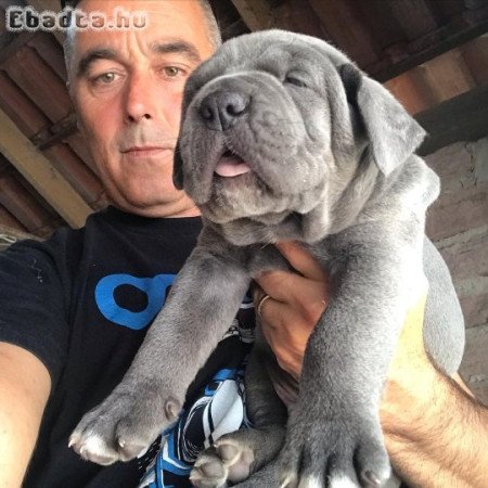 Cane corso puppies for sale