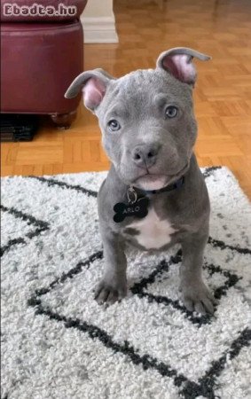 Pitbulls for sale to good homes