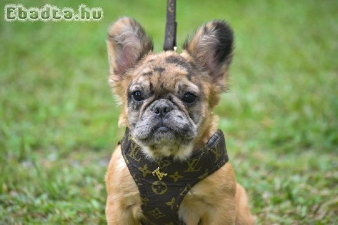 French bull dog for sale or adoption