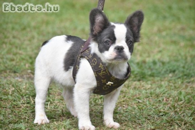 French bull dog for sale or adoption