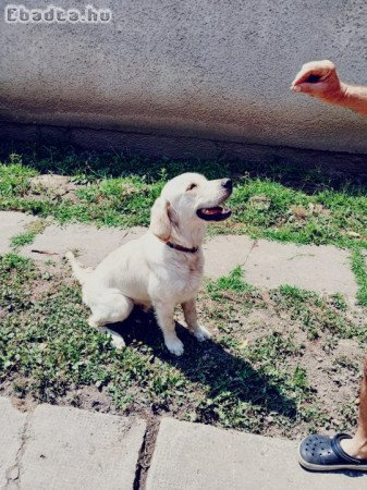 kutya, golden retriever