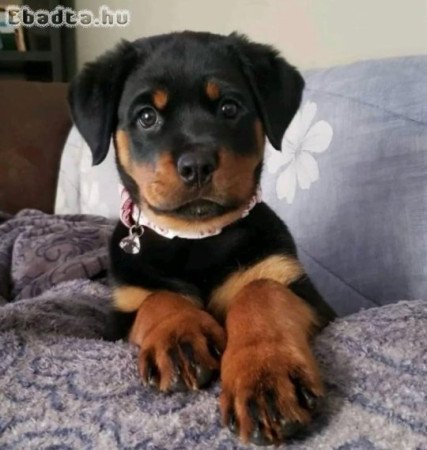 German Rottweiler puppies for sale