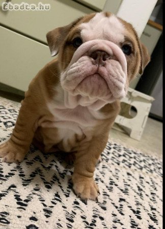 English  bull dogs for sale