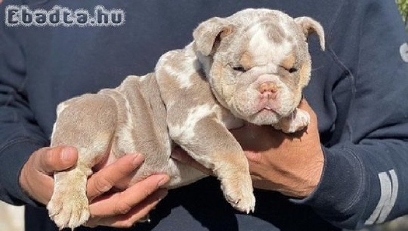 English  bull dogs for sale