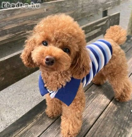 Mini and toy Size poodle puppies for sale