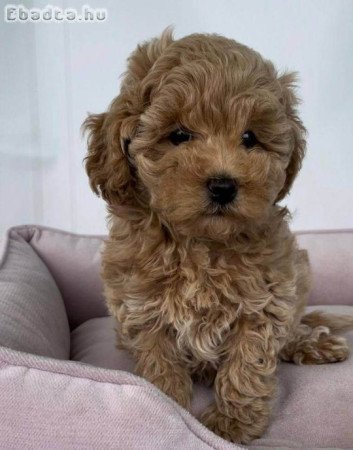 Mini and toy Size poodle puppies for sale
