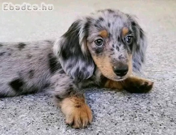 Dachshund puppies rehoming and adoption