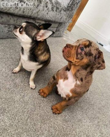Pure breed Pitbull puppies 🐶 for sale