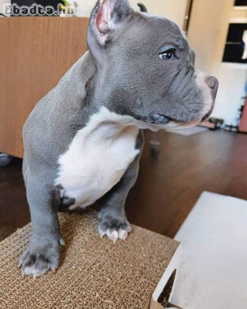 Pure breed Pitbull puppies 🐶 for sale