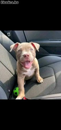 Pure breed Pitbull puppies 🐶 for sale