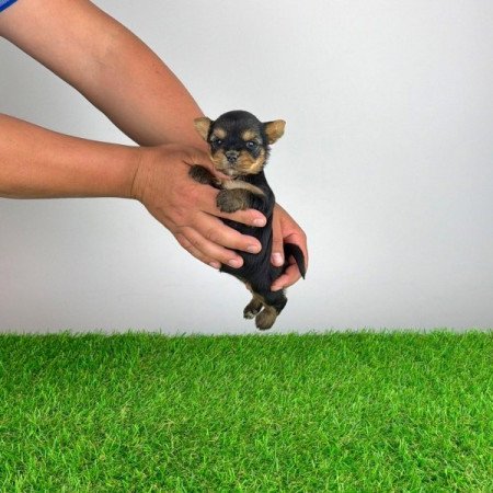 Yorkshire terrier
