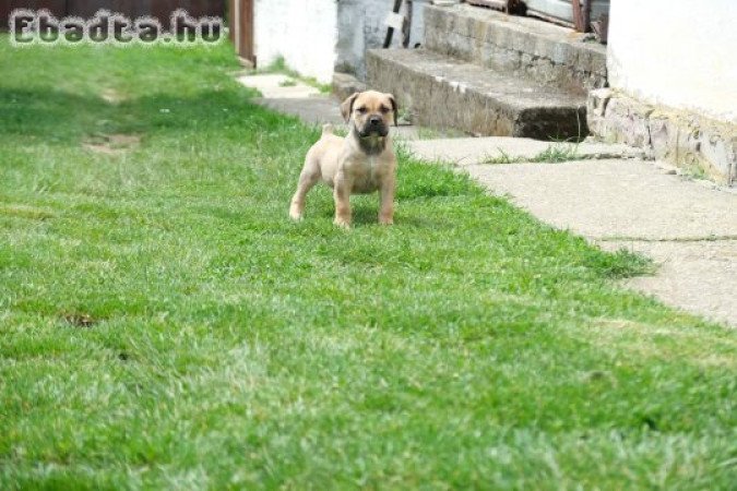 South african Mastif, Boerboel