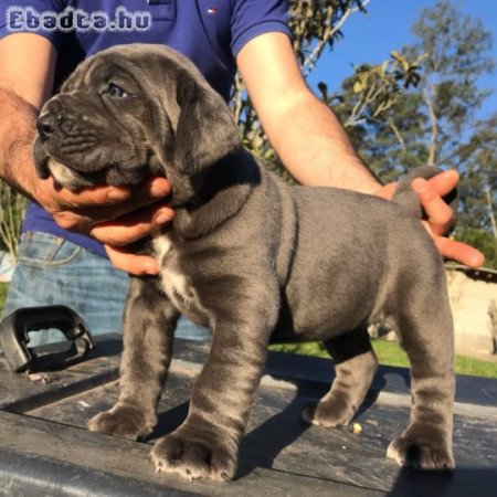 Cane corso puppies for sale