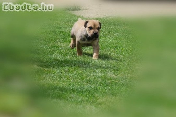 South african Mastif, Boerboel