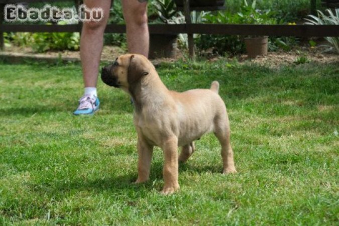 South african Mastif, Boerboel