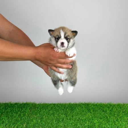 Pembroke Welsh Corgi