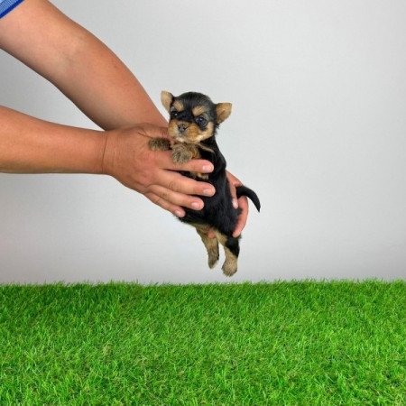 Yorkshire terrier