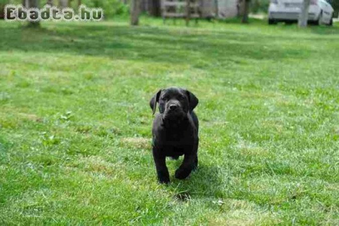 South african Mastif, Boerboel