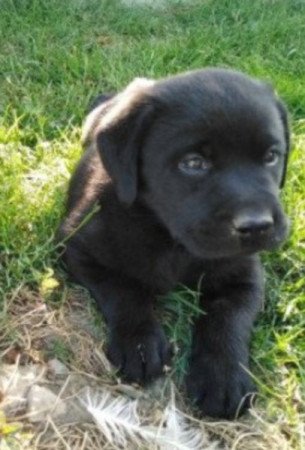 Labrador retriever