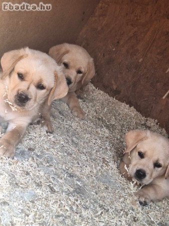 Labrador retriever  kiskutyák