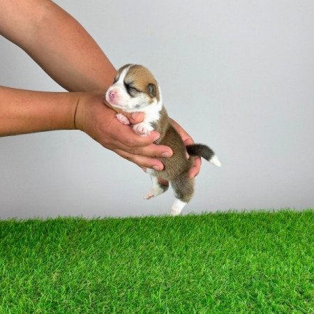 Pembroke Welsh Corgi