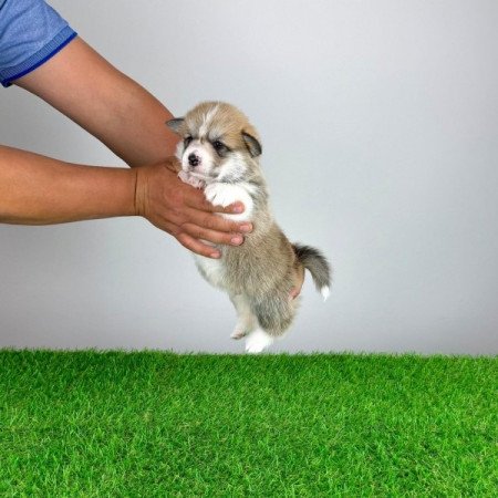 Pembroke Welsh Corgi