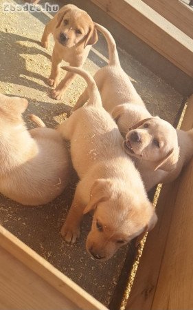 Labrador retriever  kiskutyák