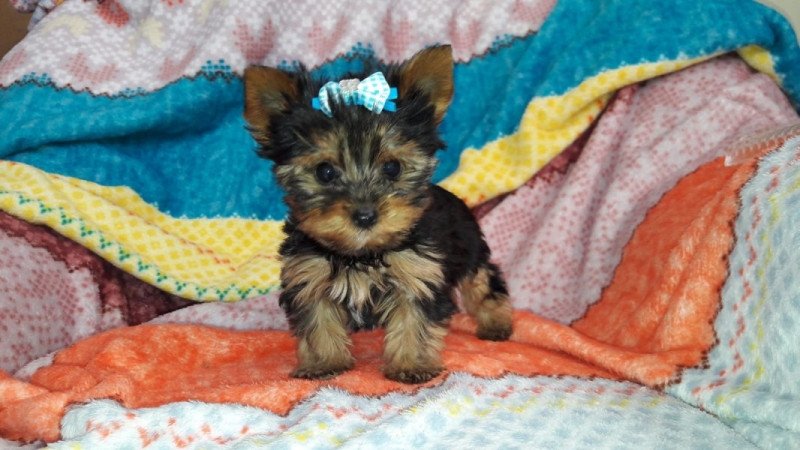 Yorkshire terrier