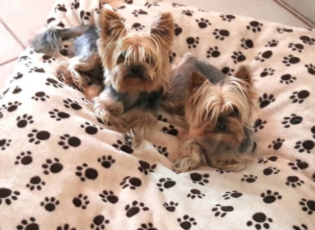 Yorkshire terrier