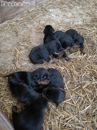 Rottweiler kiskutyák foglalhatók