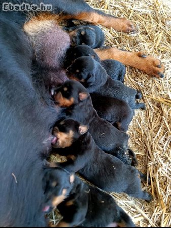 Rottweiler kiskutyák foglalhatók