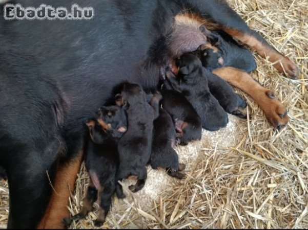 Rottweiler kiskutyák foglalhatók